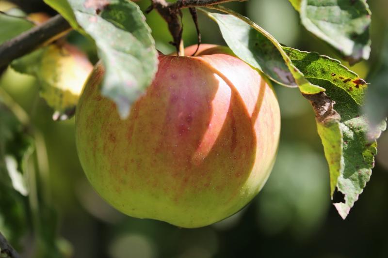 Lengyelországban az Idared alma felvásárlási ára körülbelül 140 forint per kilogramm - tájékoztat az Agrotrend.